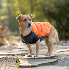 Kurteczki dla psów z drugiego obiegu - Upcycled jackets. Dog approved